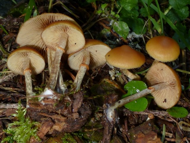 Galerina marginata, Gifthäubling
